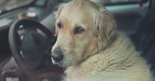 Best Dog Car Seat Cover in 2026: The Complete Buying Guide - PetNestCo