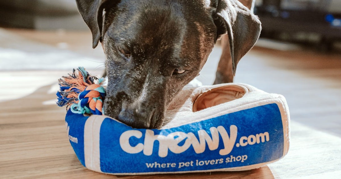 Dog Won't Stay Still in the Car? 7 Solutions That Actually Work - PetNestCo