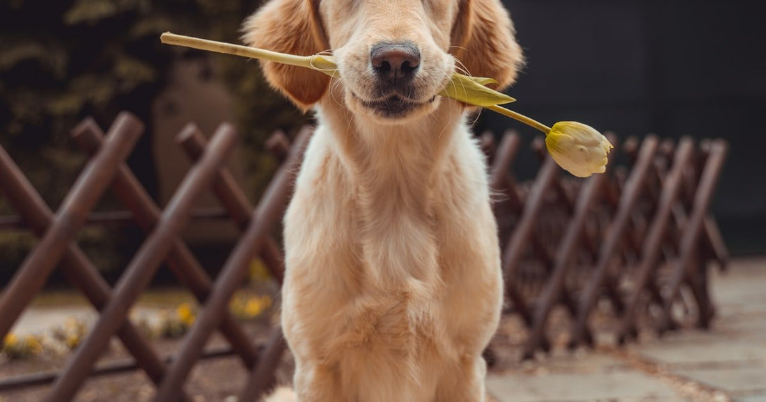 Senior Dog Can't Jump Into the Car Anymore: What to Do - PetNestCo