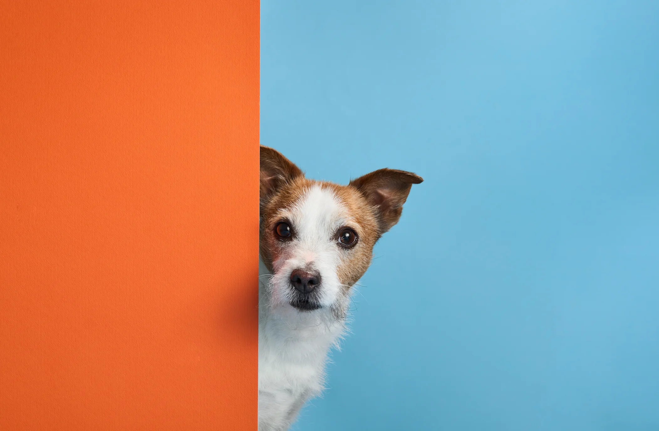 PetNestCo hero banner