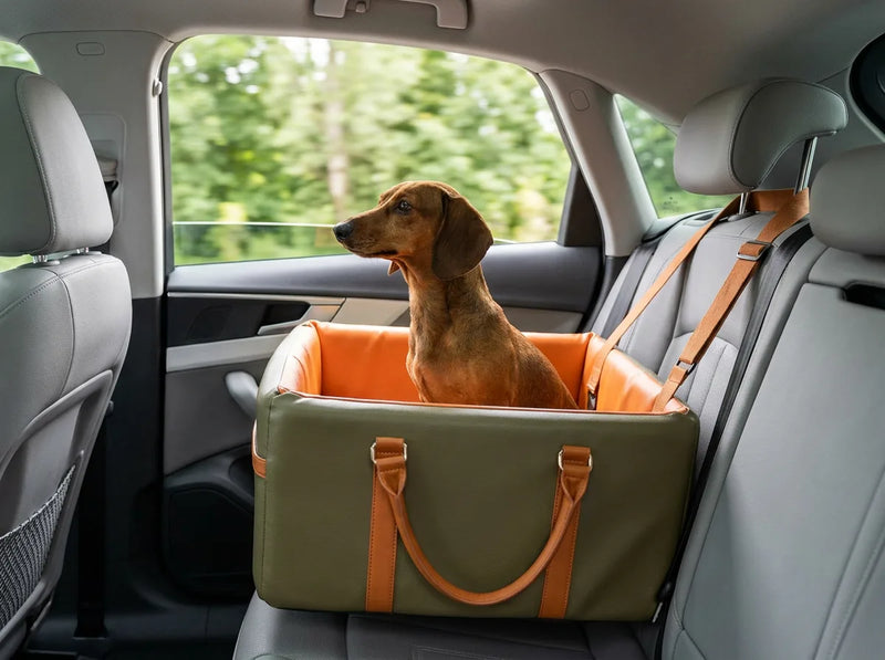 Dachshund sitting upright in the elevated dog car seat, head at window height, watching the road