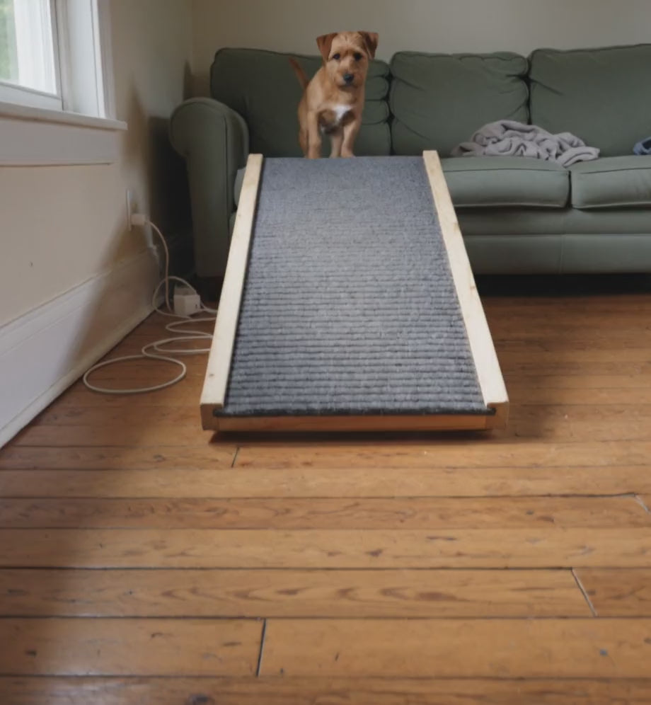 A small terrier walks down the pet ramp from a sofa to the floor